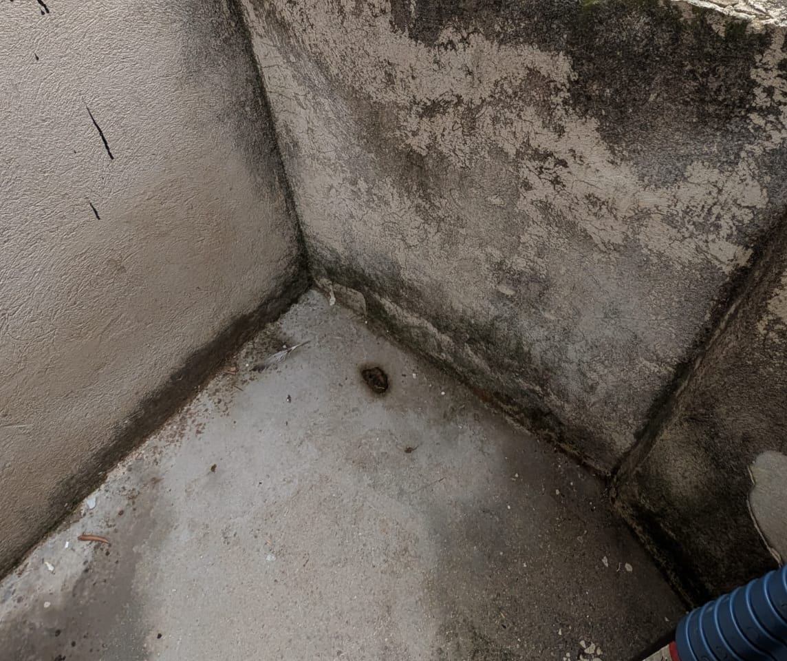 Balcon : mousses et salissures : garde-corps maçonné couvert de mousses, enduit écaillé, évacuation des eaux encrassée.